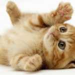 chatte