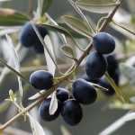 olives-1