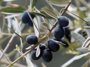 olives-1