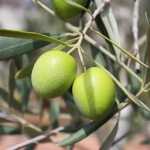 olives