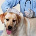 vaccination-1