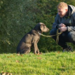 parler a son chien